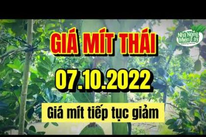 Thai jackfruit prices today