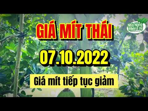 Thai jackfruit prices today
