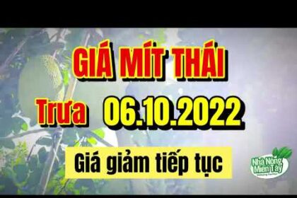 Thai jackfruit prices today