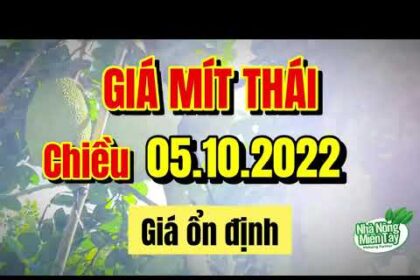 Thai jackfruit prices today
