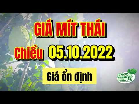 Thai jackfruit prices today