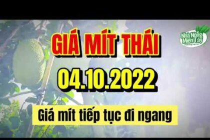 Thai jackfruit prices today