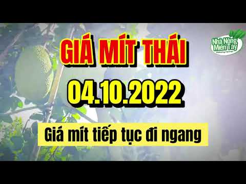 Thai jackfruit prices today
