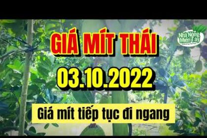 Thai jackfruit prices today