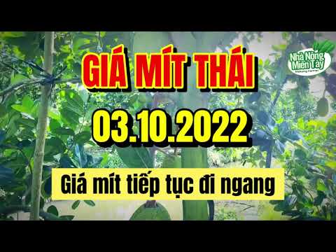 Thai jackfruit prices today