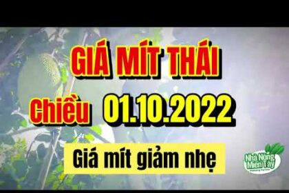 Thai jackfruit prices today