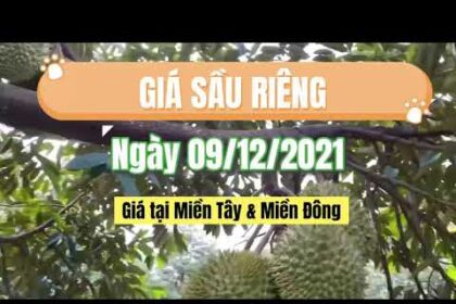 Vietnam durian prices December 9, 2021