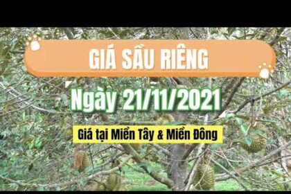 Vietnam durian prices November 23, 2021