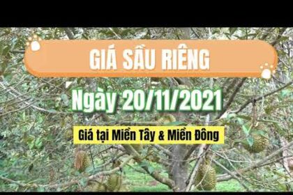 Vietnam durian prices November 20, 2021