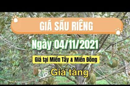 Vietnam durian prices November 4, 2021