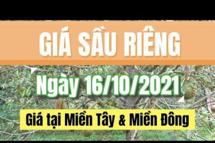 Vietnam durian prices October 16, 2021