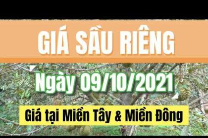 Vietnam durian prices October 9, 2021