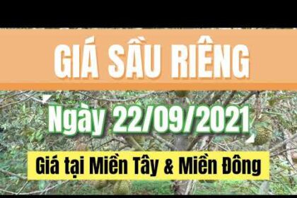 Vietnam durian prices September 22, 2021