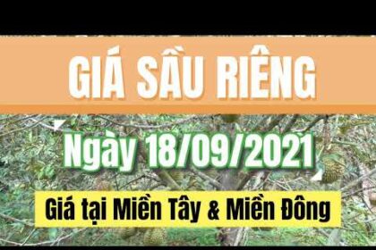 Vietnam durian prices September 18, 2021