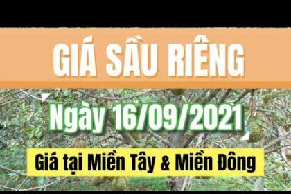Vietnam durian prices September 16, 2021