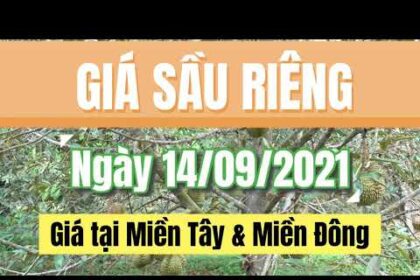 Vietnam durian prices September 14, 2021