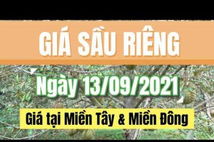 Vietnam durian prices September 13, 2021