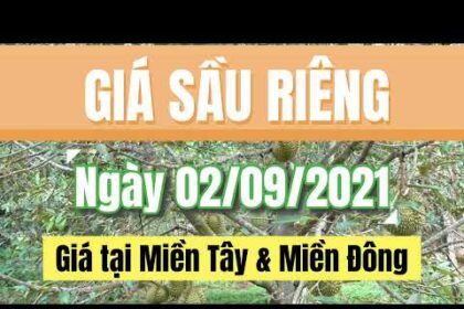 Vietnam durian prices September 2, 2021