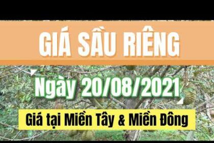 Vietnam durian prices August 20, 2021