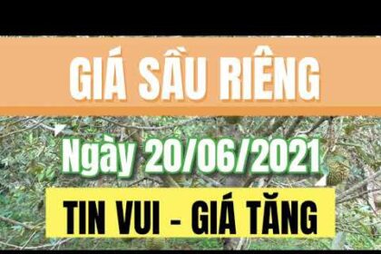 Vietnam durian prices June 20, 2021