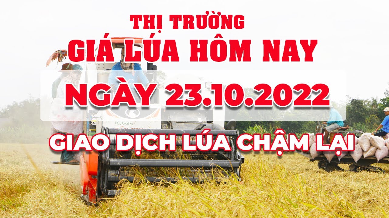 rice and paddy prices today