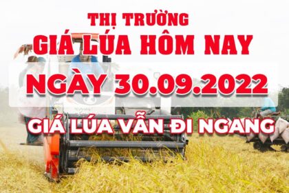 rice and paddy prices today