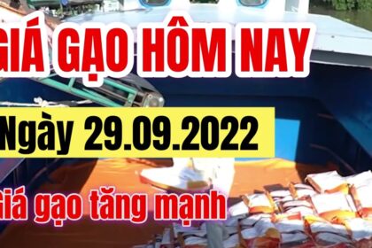 rice and paddy prices today