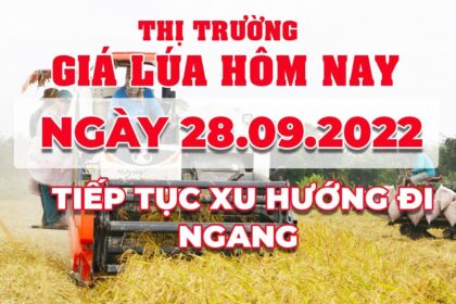 rice and paddy prices today