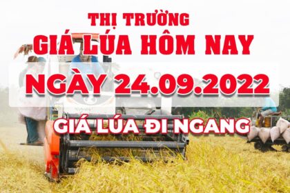 rice and paddy prices today