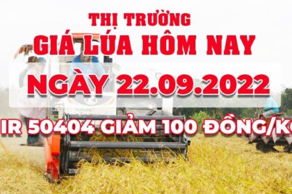 rice and paddy prices today
