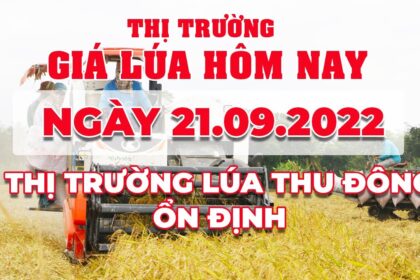 rice and paddy prices today