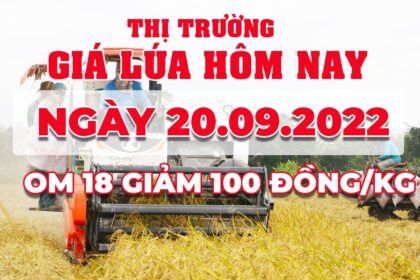 rice and paddy prices today