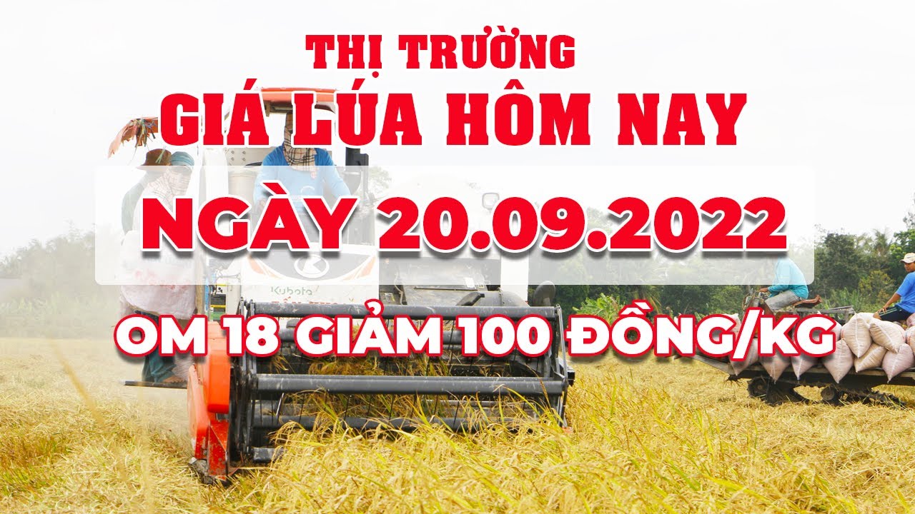 rice and paddy prices today