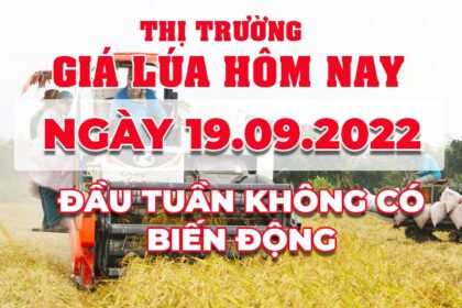 rice and paddy prices today