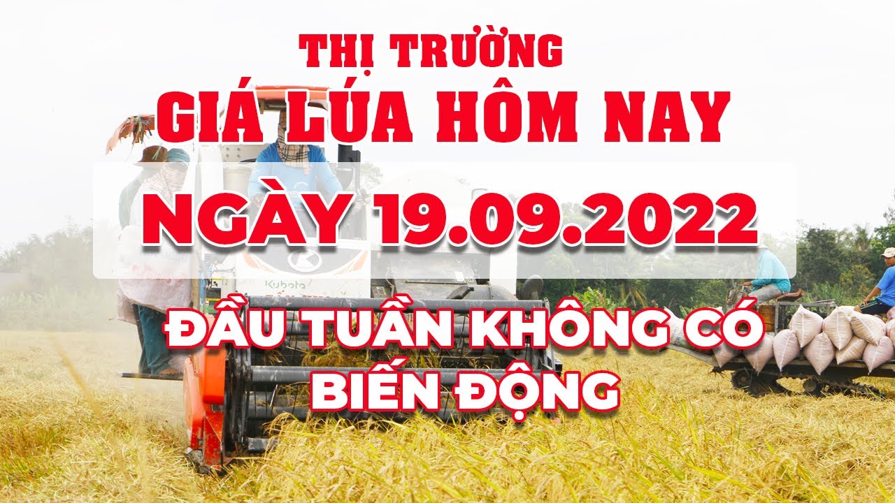 rice and paddy prices today