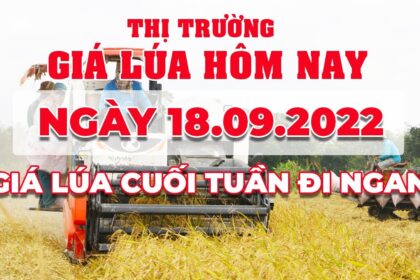 rice and paddy prices today