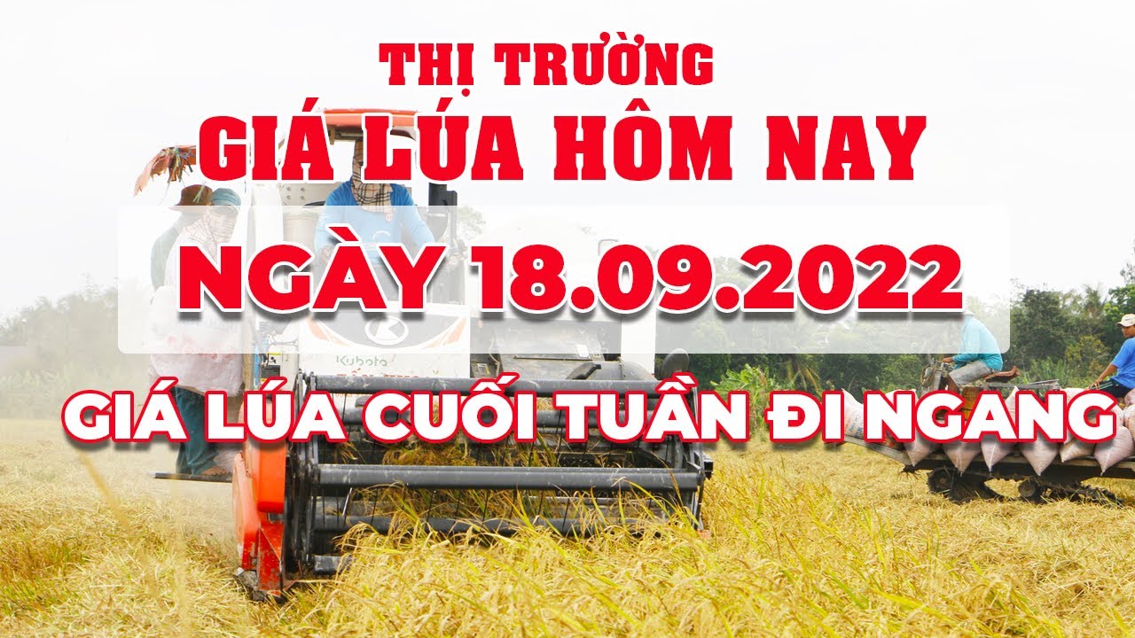rice and paddy prices today