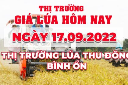 rice and paddy prices today