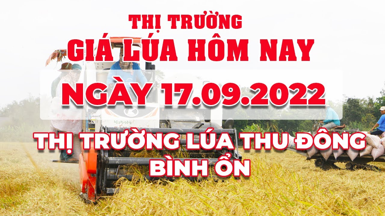 rice and paddy prices today