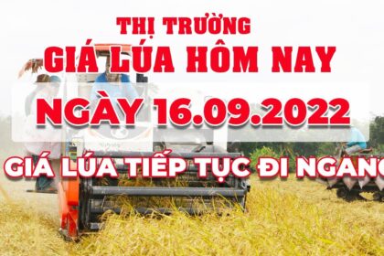 rice and paddy prices today