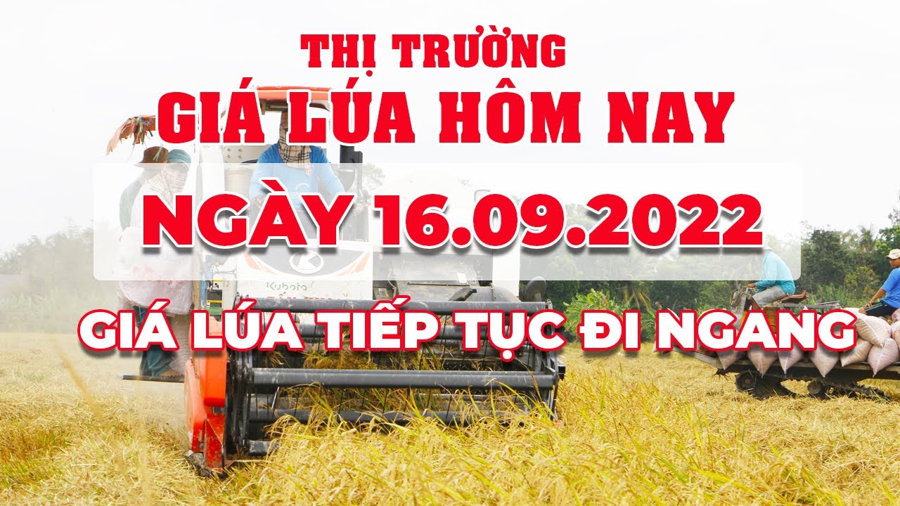 rice and paddy prices today