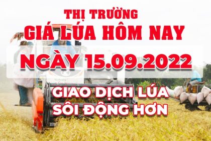 rice and paddy prices today