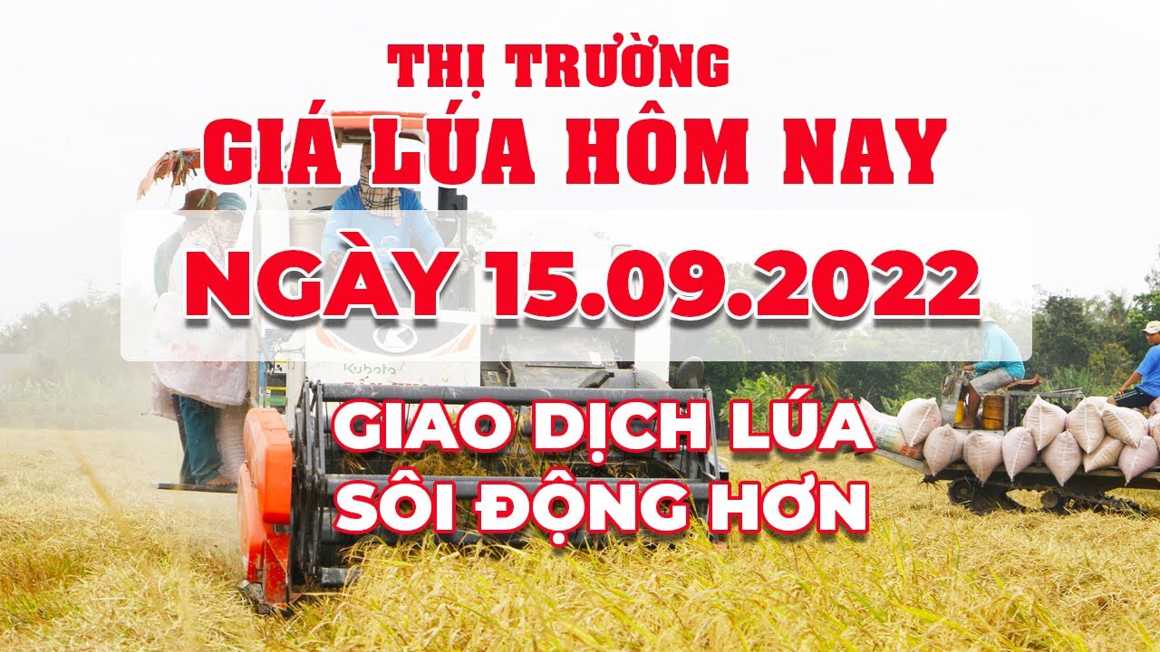 rice and paddy prices today