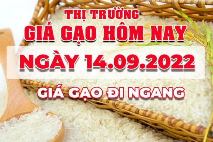rice and paddy prices today