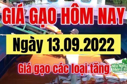 rice and paddy prices today
