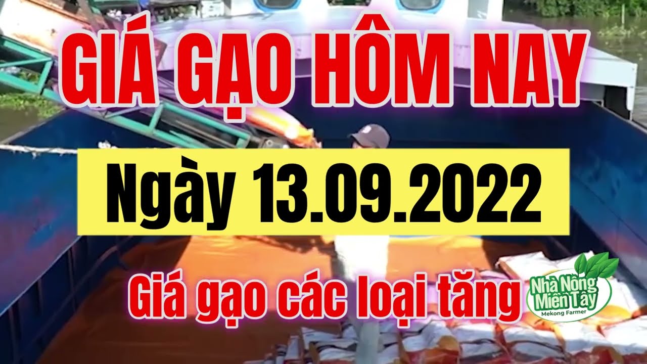 rice and paddy prices today
