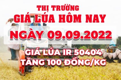 rice and paddy prices today