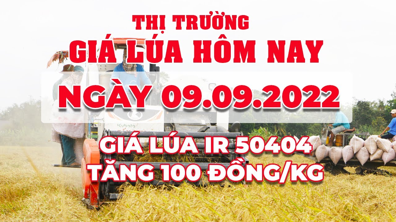rice and paddy prices today