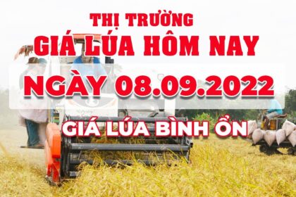 rice and paddy prices today