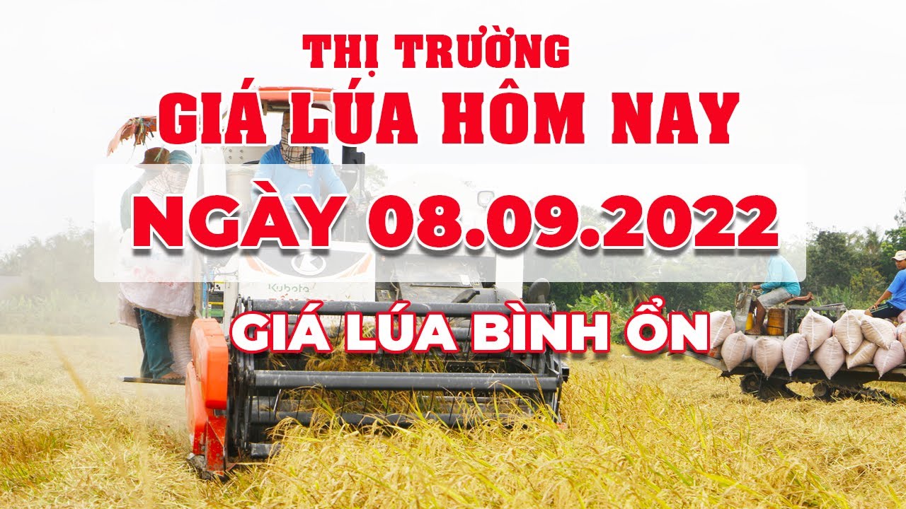 rice and paddy prices today
